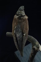 Red Turtle Dove Collection Image, Figure 10, Total 11 Figures